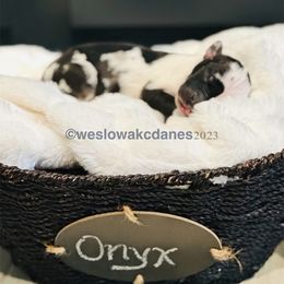 Boy 3 - Harlequin Great Dane puppy in Dundee, Michigan from Weslow AKC Danes
