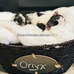 Boy 3 - Harlequin Great Dane puppy in Dundee, Michigan from Weslow AKC Danes