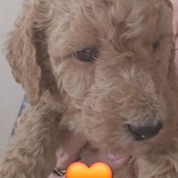 Orange Collar Male - Apricot male Goldendoodle puppy in Robstown, Texas from Sagebrush Labradors and Doodles