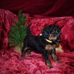Donner - G5 Yellow Female - Phantom female Poodle puppy in Nelson, Missouri from MD Triple Creek Ranch