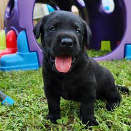 Labrador Retriever Puppies from Harrison's Lakeside Labradors