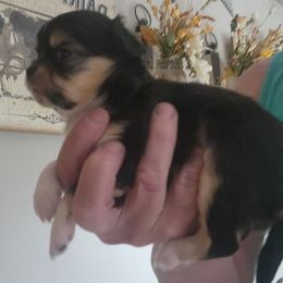 Allie - Black and tan female Chihuahua puppy in Tremonten, Utah from Qu-Te's Chihuahuas