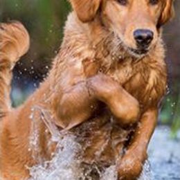 Golden Retrievers from Gallo Gold Retrievers
