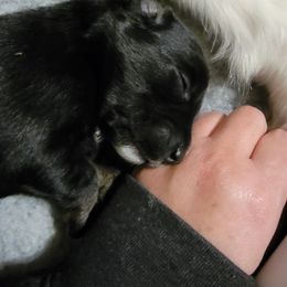 Australian Shepherd Puppies from Summit Australian Shepherds
