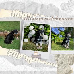 Bee - Miniature Schnauzer