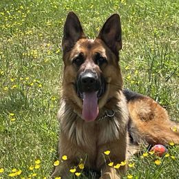 German Shepherd All Grown Up from Hidden Brook GSD