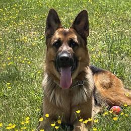 German Shepherd All Grown Up from Hidden Brook GSD