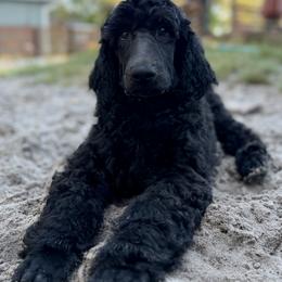 Yellow collar - Black male Poodle puppy in Forest City, Florida from Forest City Standard Poodles