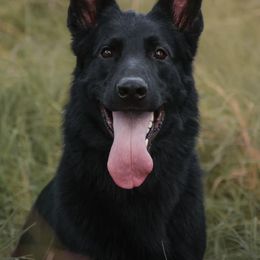 German Shepherd All Grown Up from Kaw-Tal German Shepherds