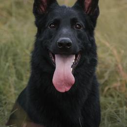 German Shepherd All Grown Up from Kaw-Tal German Shepherds