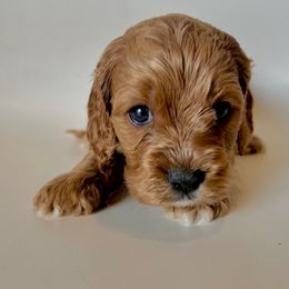 R2 - Red male Cavapoo puppy in Vineyard, Utah from Pitter Patter Puppies
