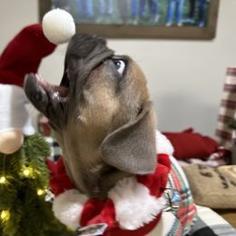 French Bulldog Puppies from Belle Isle Bullies