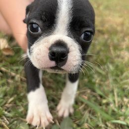 Sunny - Black and white male Boston Terrier puppy in Spartanburg, South Carolina from Sassy Pap Farms