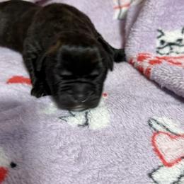 Black no collar - Black brindle male Cane Corso puppy in Paris, Texas from Knucklehead Cane Corso