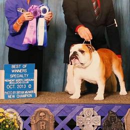 Bulldog All Grown Up from Toadhall Bulldogs