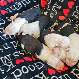 Old English Sheepdog Puppies from Island Bound Old English Sheepdogs