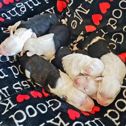 Old English Sheepdog Puppies from Island Bound Old English Sheepdogs