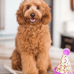 Bear - Goldendoodle
