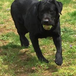 Bogie - Labrador Retriever