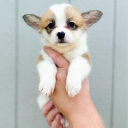 Pink - Katherine Howard (standard) - Red female Pembroke Welsh Corgi puppy in Milan, Georgia from Williams’ Welsh Corgis LLC