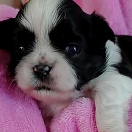 Girl 2 p - Black and white female Shih Tzu puppy in Buxton, Maine from Shih Tzu Junction