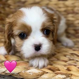 Petunia - Blenheim female Cavalier King Charles Spaniel puppy in New River, Arizona from Catella Cavaliers and Cavapoos