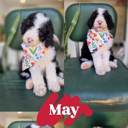 May - Black and white female Bernedoodle puppy in Wagener, South Carolina from Noble Friend Breeders LLC