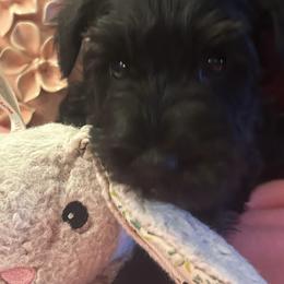 (Strawberry) Female 2 - Black female Miniature Schnauzer puppy in Granville, Ohio from Shull Mini Schnauzers