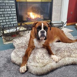Hecate - Fawn female Boxer puppy in Sultan, Washington from Aphrodite Boxers Von Kesler Haus