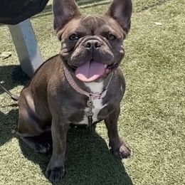 Rhino - French Bulldog