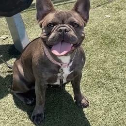 Rhino - French Bulldog