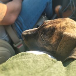 Great Dane Puppies from The Greater Dane Kennel