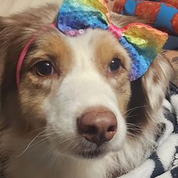 Australian Shepherds, Miniature American Shepherds, and Miniature Australian Shepherds from Copper Sky Aussies & Mini American Shepherds