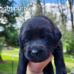 Light purple - Black female Labrador Retriever puppy in Mossyrock, Washington from White River Labradors
