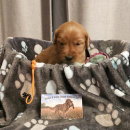 Orange - Dark golden male Golden Retriever puppy in Bellevue, Michigan from Double D Ranch Golden Retrievers LLC