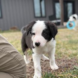 Alex - Black and white male Border Collie puppy in Washburn, Missouri from BS Farms