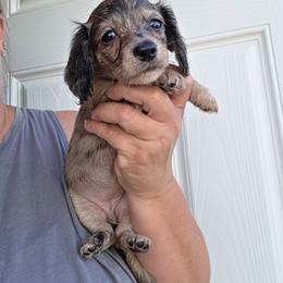 Sunday - Dapple female Dachshund puppy in El Paso, Texas from Mells Weenies
