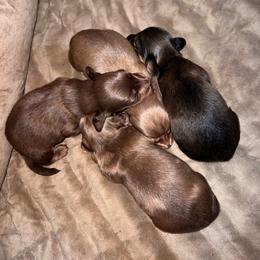 Dachshund puppies from Shy’s Teenie Weenies