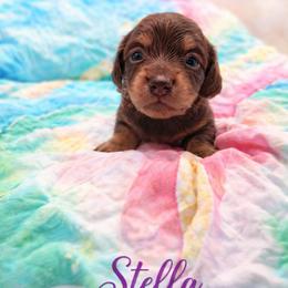 Stella - Chocolate and tan female Dachshund puppy in Los Angeles, California from One Love Doxies