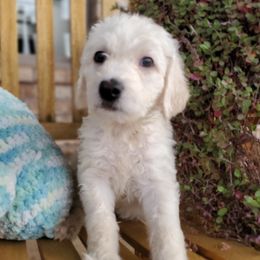 Iris - Cream Labradoodle puppy in Siloam Springs, Arkansas from Siloam Doodles