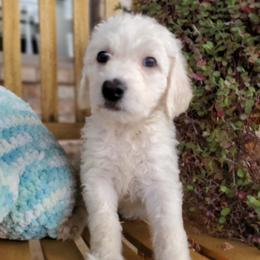 Iris - Cream Labradoodle puppy in Siloam Springs, Arkansas from Siloam Doodles
