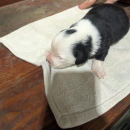 Margo - Black tri-color female Australian Shepherd puppy in Almo, Kentucky from Riley's Paw Pals