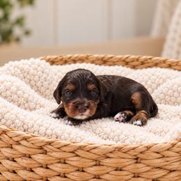 Rolo - Brown male Cavapoo puppy in Floyd, Virginia from Hearts and Paws Poodles and Doodles