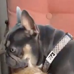 French Bulldogs from Sawyer's Frenchies