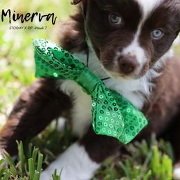Australian Shepherd, Miniature American Shepherd, Miniature Australian Shepherd, and Toy Australian Shepherd Puppies from TK Standard, Mini, & Toy Aussies