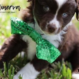 Australian Shepherd, Miniature American Shepherd, Miniature Australian Shepherd, and Toy Australian Shepherd Puppies from TK Standard, Mini, & Toy Aussies