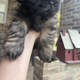 Cavapoo and Shihpoo Puppies from Haus of Doodles
