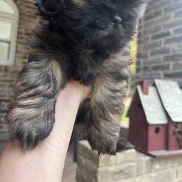Cavapoo and Shihpoo Puppies from Haus of Doodles