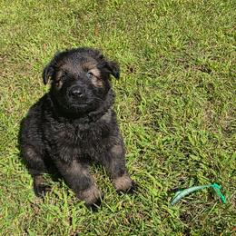 Green collar - Sable male German Shepherd puppy in Oscoda, Michigan from Sstar