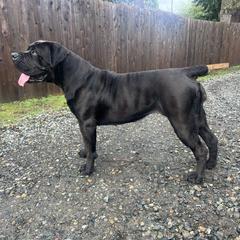 Boerboel All Grown Up from Cascade Boerboels